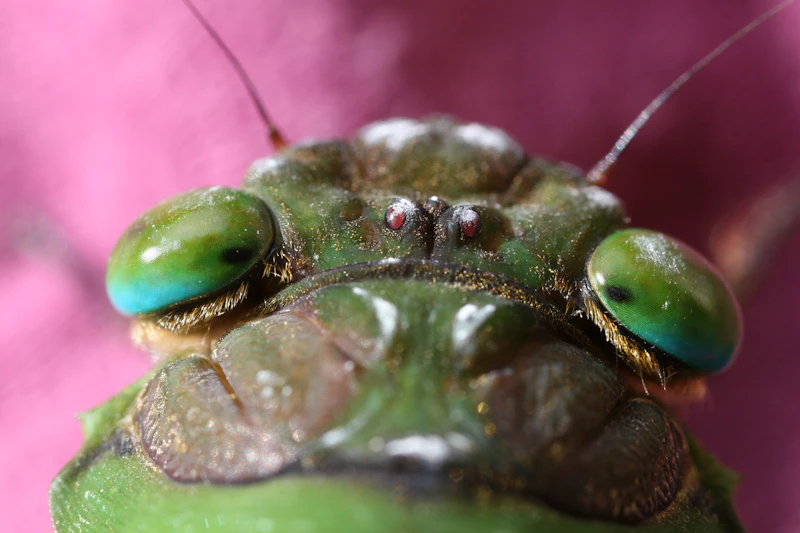 Close up of insect