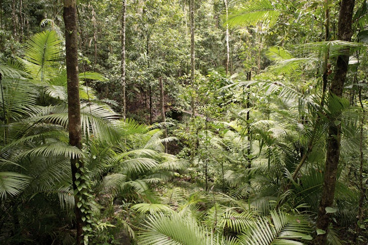 Using tropical rainforests help treat chronic wounds and scarring - Research - University
