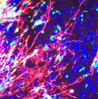 Astroglia Cell Biology