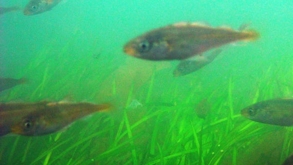 Juvenile Cod_seagrass