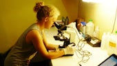 Student using microscope to look at monkey parasites at Danau Girang