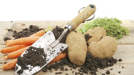 garden tools and vegetables on mud 