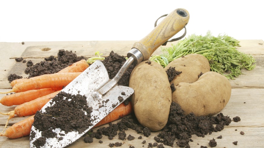 garden tools and vegetables on mud 