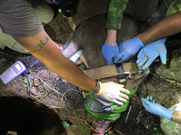 Bearded pig laying down whilst researchers attach a GPS collar to it