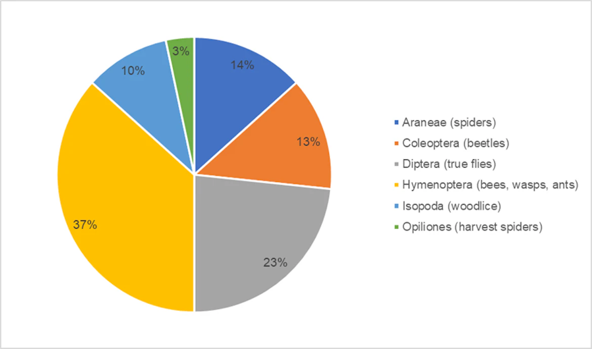 A pie chart showing: Spiders 14%; beetles 13%; true flies 23%; bees, wasps, ants 37%; woodlice 10%; harvest spiders 3%