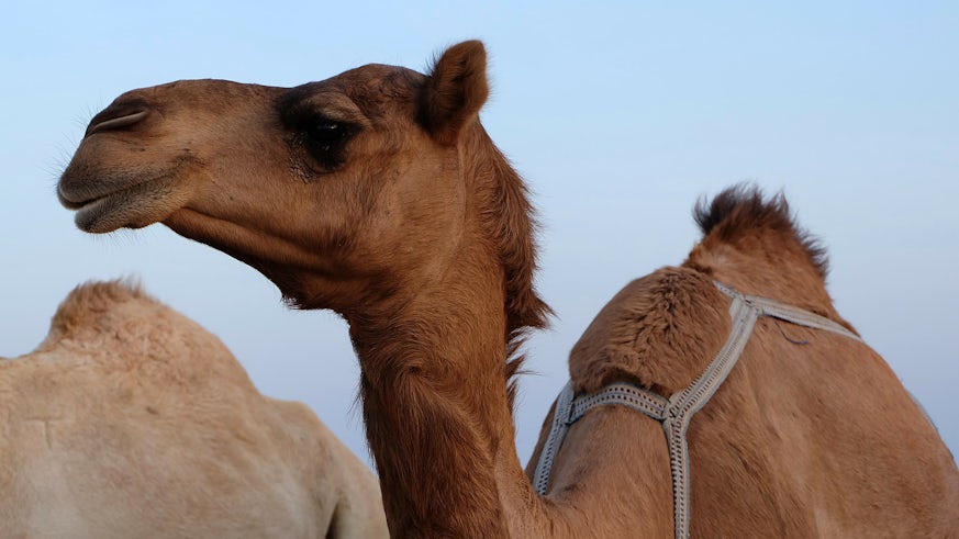 Understanding the genetic history of Arabian camels - News - Cardiff  University